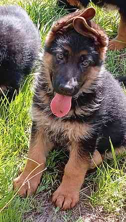 Щеночки немчики Донецк