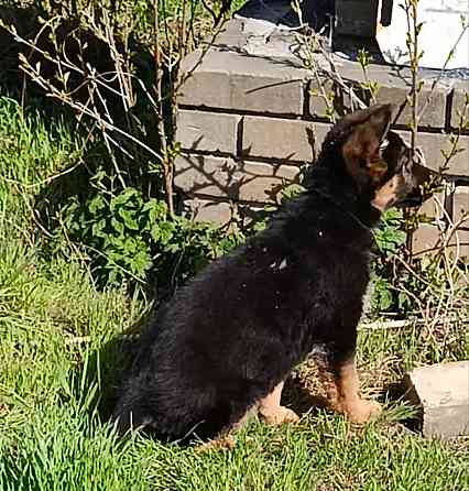 Щеночки немчики Донецк