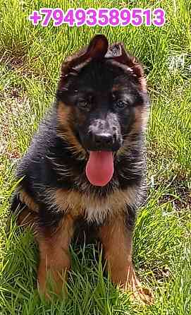 Щеночки немчики Донецк