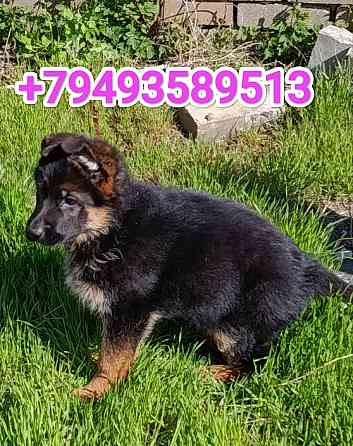 Щеночки немчики Донецк