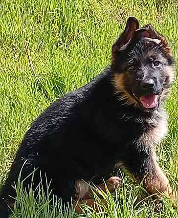 Щеночки немчики Донецк