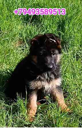 Щеночки немчики Донецк