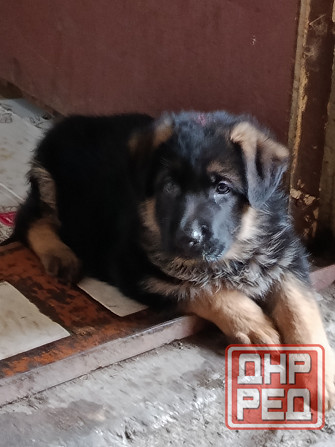 Щеночки немчики Донецк - изображение 3