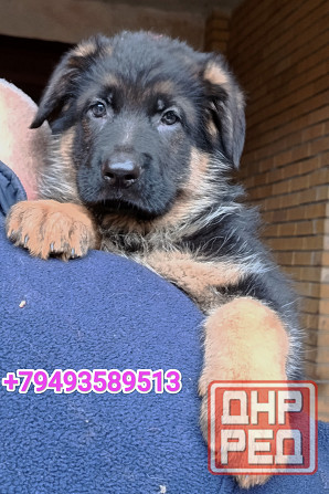 Щеночки немчики Донецк - изображение 2