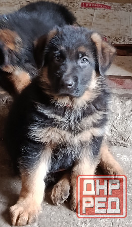 Щеночки немчики Донецк - изображение 1