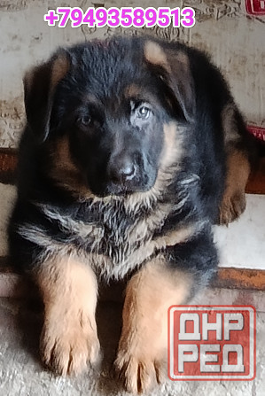 Щеночки немчики Донецк - изображение 4