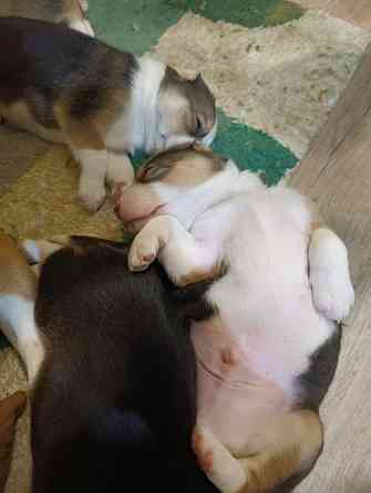 Щенки Эстонской гончей Макеевка