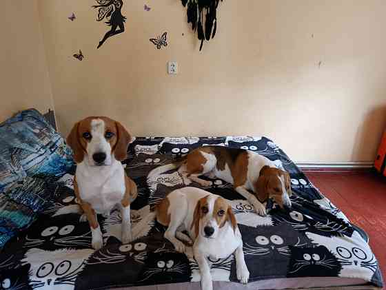 Щенки Эстонской гончей Макеевка