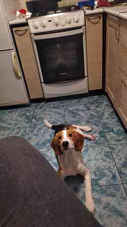 Щенки Эстонской гончей Макеевка