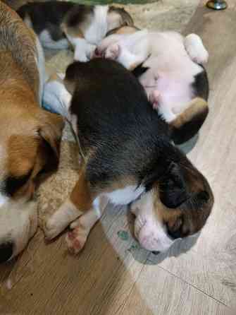 Щенки Эстонской гончей Макеевка