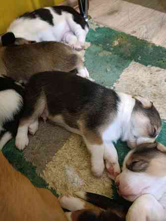 Щенки Эстонской гончей Макеевка