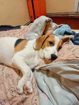 Щенки Эстонской гончей Макеевка