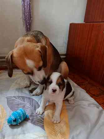 Щенки Эстонской гончей Макеевка