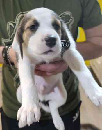 Щенки Эстонской гончей Макеевка