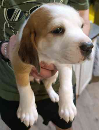 Щенки Эстонской гончей Макеевка