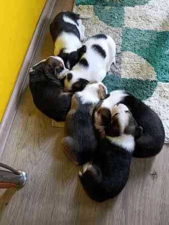 Щенки Эстонской гончей Макеевка