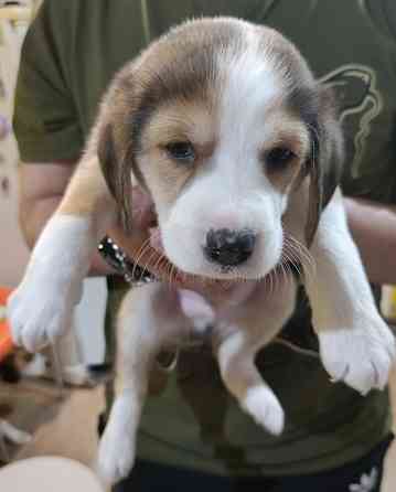 Щенки Эстонской гончей Макеевка