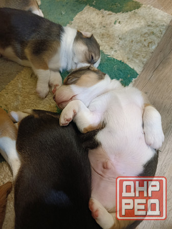 Щенки Эстонской гончей Макеевка - изображение 3