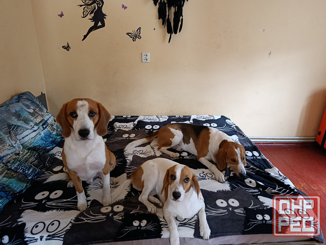 Щенки Эстонской гончей Макеевка - изображение 3