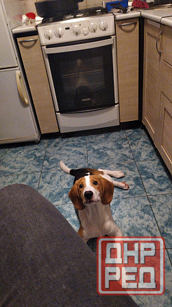 Щенки Эстонской гончей Макеевка - изображение 5