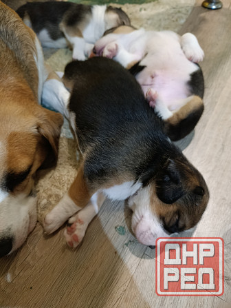 Щенки Эстонской гончей Макеевка - изображение 4