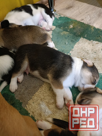 Щенки Эстонской гончей Макеевка - изображение 2