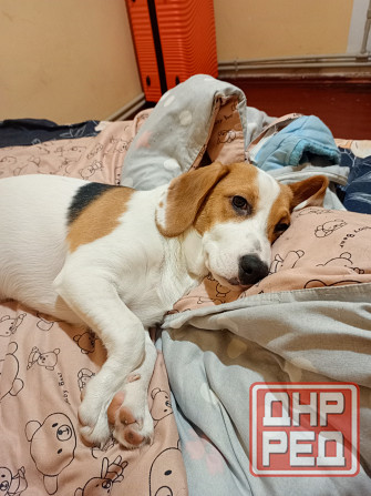 Щенки Эстонской гончей Макеевка - изображение 6