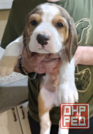 Щенки Эстонской гончей Макеевка - изображение 7