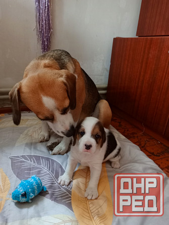 Щенки Эстонской гончей Макеевка - изображение 7