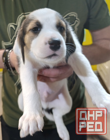 Щенки Эстонской гончей Макеевка - изображение 6