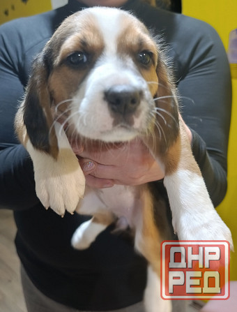 Щенки Эстонской гончей Макеевка - изображение 1