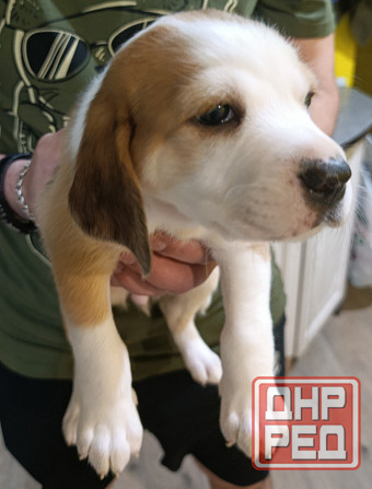 Щенки Эстонской гончей Макеевка - изображение 5