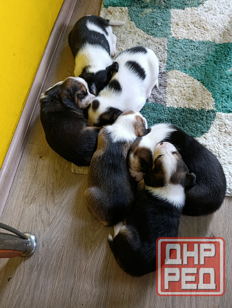 Щенки Эстонской гончей Макеевка - изображение 1