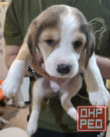 Щенки Эстонской гончей Макеевка - изображение 4