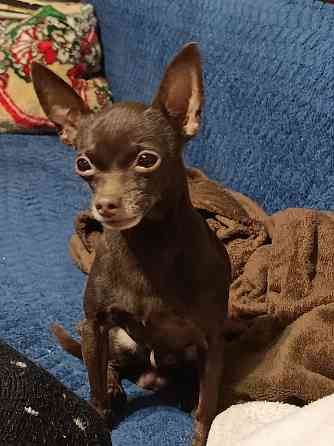 Красавчик Той- терьер Донецк