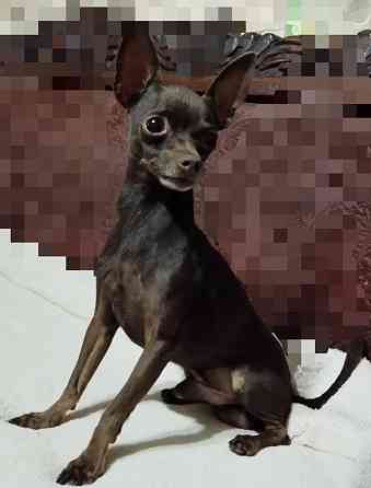 Красавчик Той- терьер Донецк