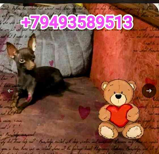 Красавчик Той- терьер Донецк