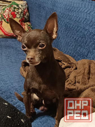 Красавчик Той- терьер Донецк - изображение 2