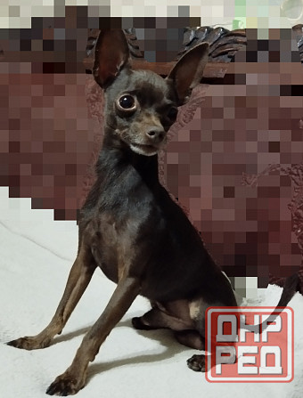 Красавчик Той- терьер Донецк - изображение 3