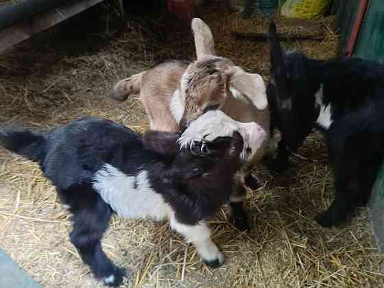 Козлята Донецк