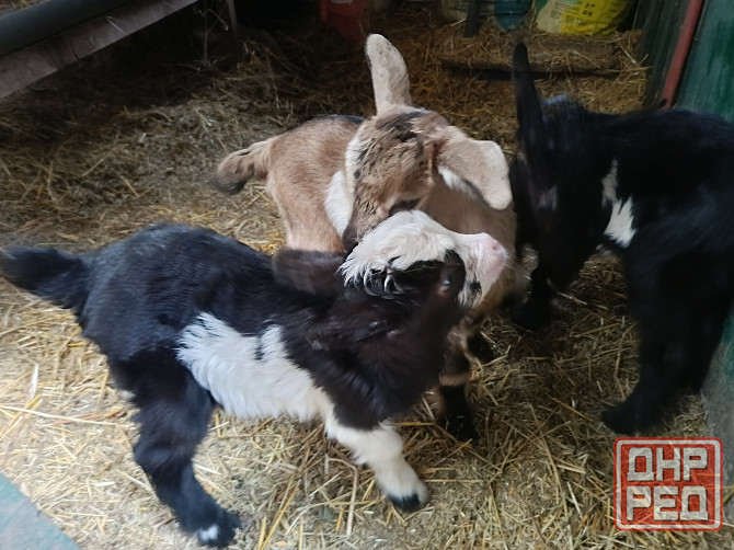 Козлята Донецк - изображение 1