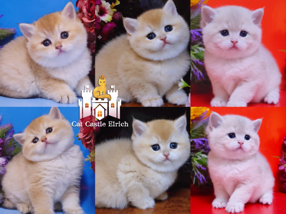 Шикарные британские котята Донецк