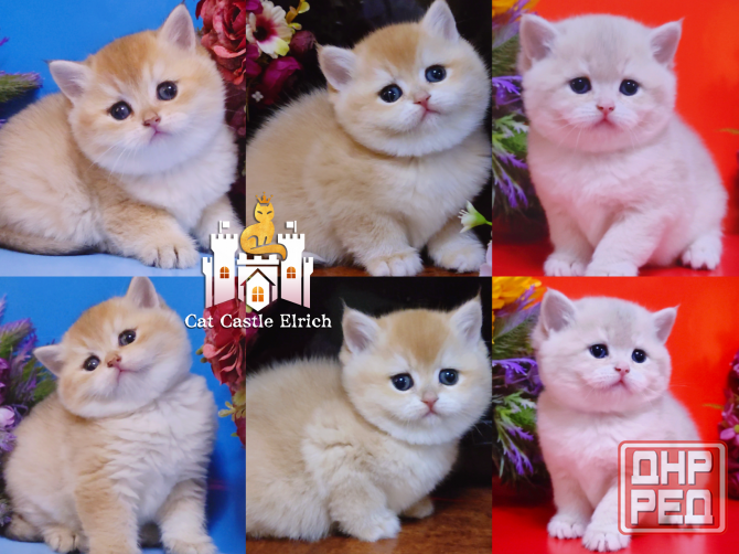 Шикарные британские котята Донецк - изображение 1