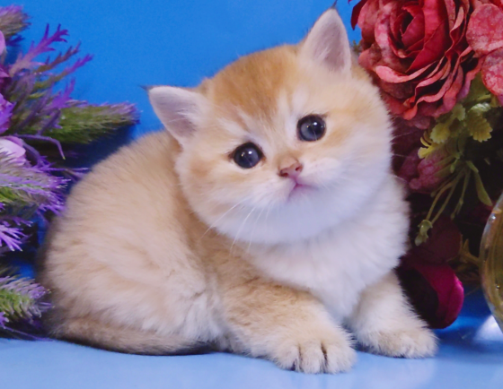 Британские котята - мальчики и девочки Луганск