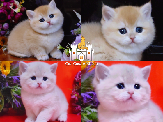 Британские котята - мальчики и девочки Луганск