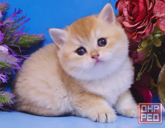 Британские котята - мальчики и девочки Луганск - изображение 2