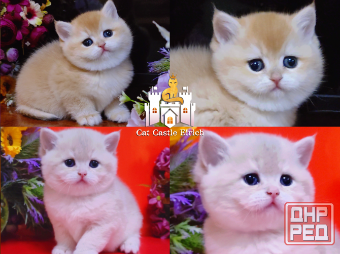 Британские котята - мальчики и девочки Луганск - изображение 1