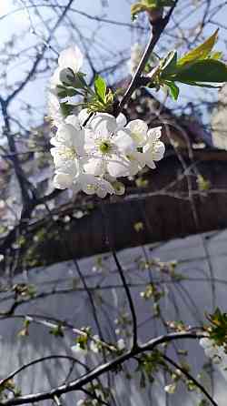 Продам дачу в Ленинском районе Донецка Донецк