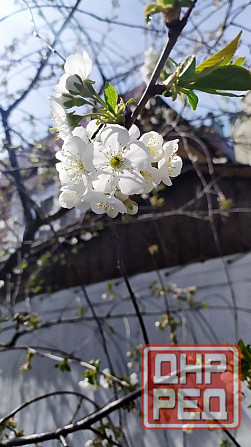 Продам дачу в Ленинском районе Донецка Донецк - изображение 4