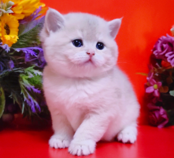 Красивейшие британские котята Мелитополь